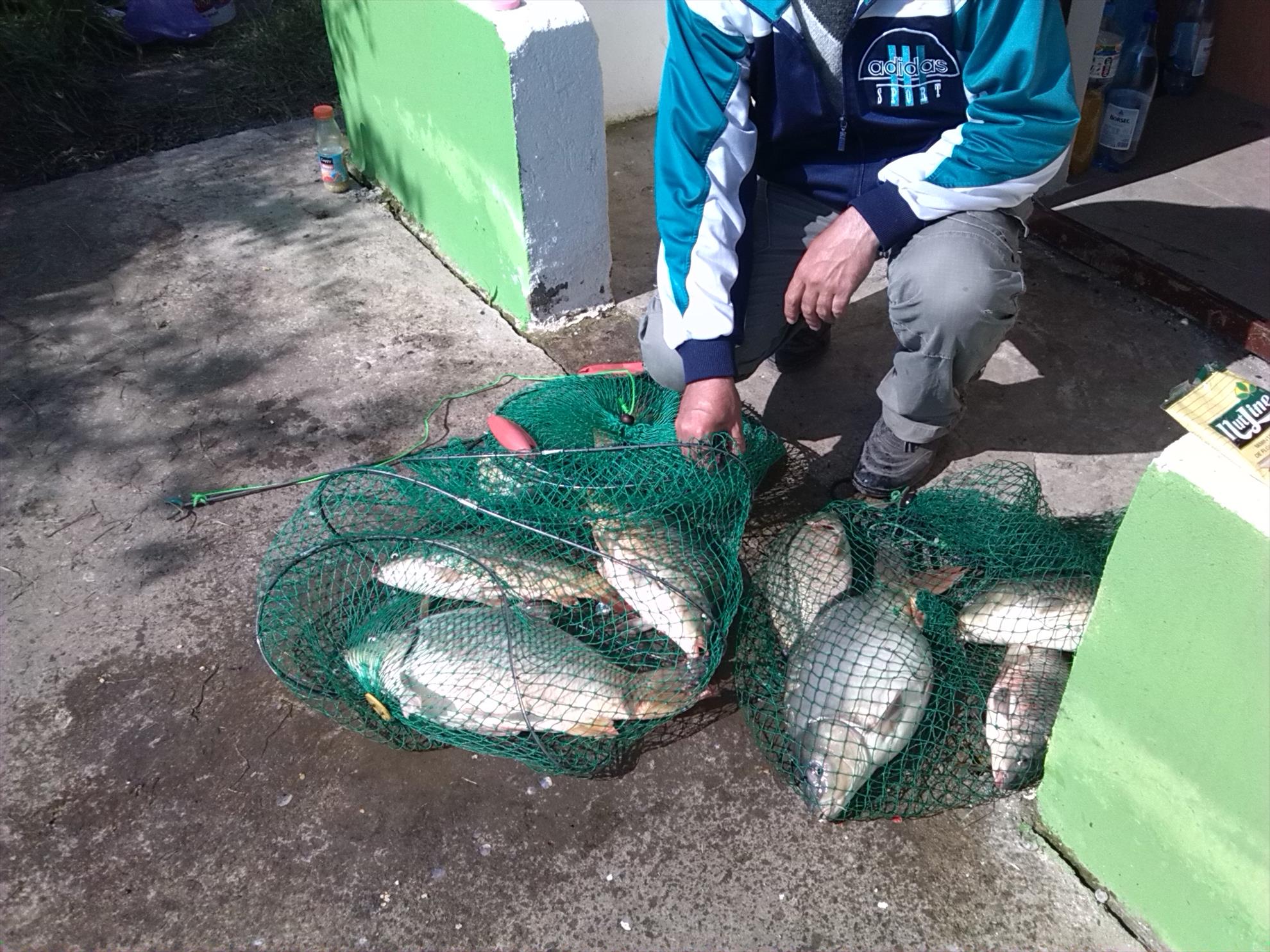 lilieci teleorman - img20140501162820.jpg